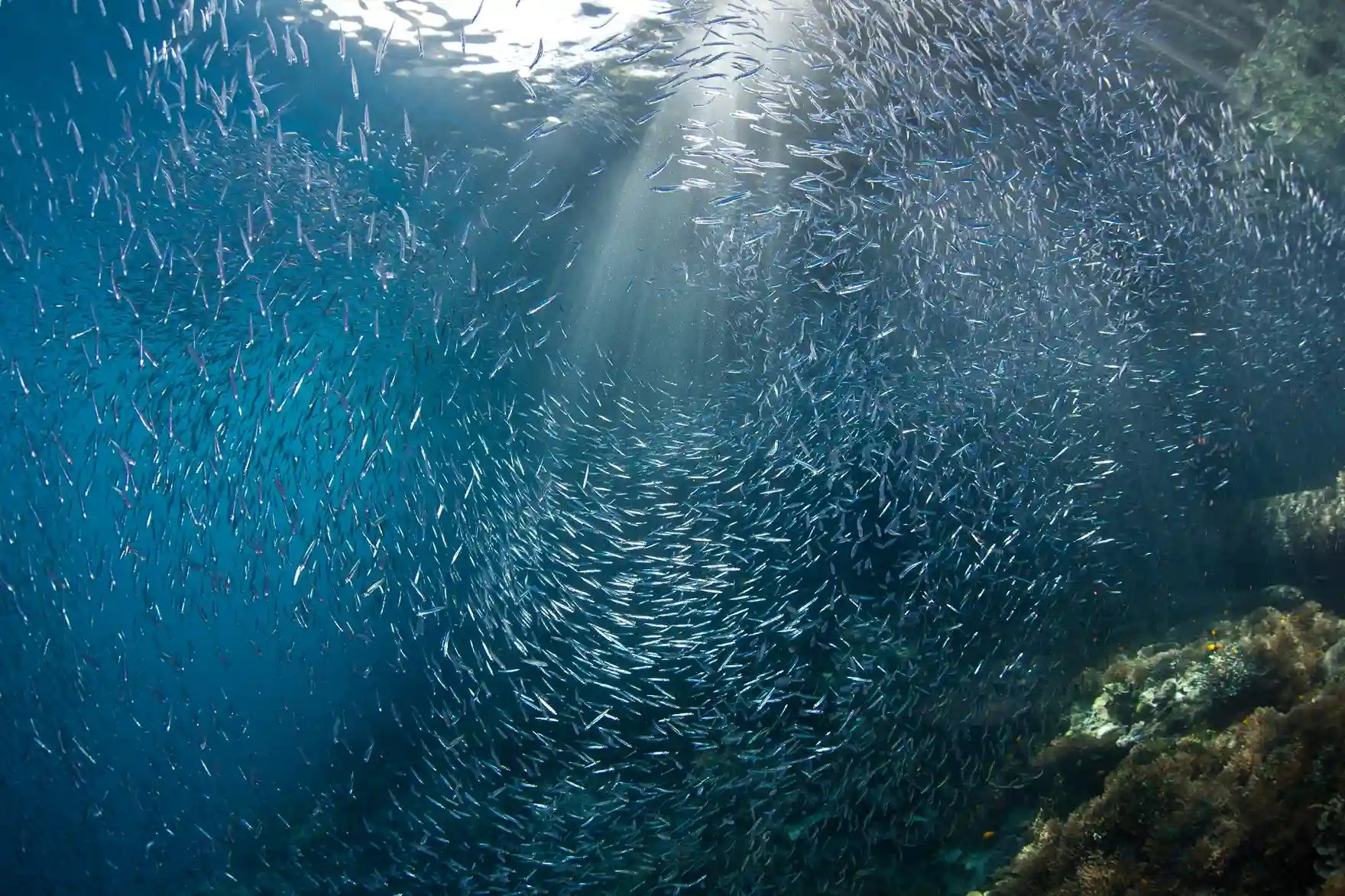 Best Time for Yacht Charters in Bali with Ocean Angel Yacht